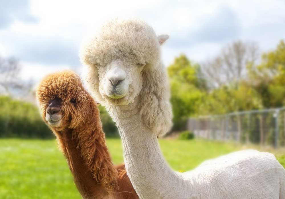 couple d'alpaga